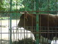 Zoo Oradea(Rumaenien) 65843530