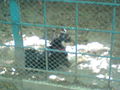 Zoo Oradea(Rumaenien) 65843540