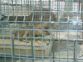 Zoo Oradea(Rumaenien) 65843543