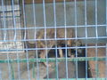 Zoo Oradea(Rumaenien) 65843547