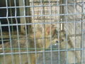 Zoo Oradea(Rumaenien) 65843553