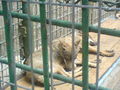 Zoo Oradea(Rumaenien) 65843570