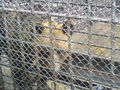 Zoo Oradea(Rumaenien) 65843576