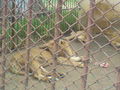 Zoo Oradea(Rumaenien) 65843581