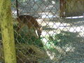 Zoo Timisoara(Rumaenien) 65843724