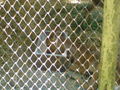 Zoo Timisoara(Rumaenien) 65843729