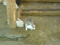 Zoo Timisoara(Rumaenien) 65843744