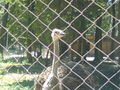 Zoo Timisoara(Rumaenien) 65843770