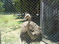 Zoo Timisoara(Rumaenien) 65843777