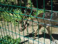 Zoo Timisoara(Rumaenien) 65843786