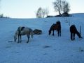 Western-Reiten im Winter 2008 51174246