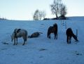 Western-Reiten im Winter 2008 51174253