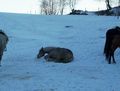 Western-Reiten im Winter 2008 51174280