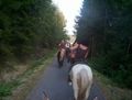 Western-Reiten im Sommer 2007 51485487