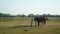 Reiten in Ungarn Puszta Sommer 2008 51502671