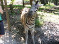 3.7.2010 tierpark haag  74013748