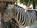 3.7.2010 tierpark haag  74013817