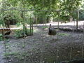 3.7.2010 tierpark haag  74043756