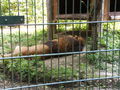 3.7.2010 tierpark haag  74043795