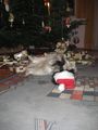 Weihnachten 2008 50566917