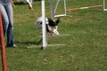 Agility- Training Mai 2009 58917635