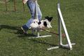 Agility- Training Mai 2009 59261318