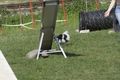 Agility- Training Mai 2009 59261321