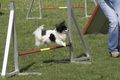 Agility- Training Mai 2009 59261323