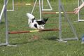 Agility- Training Mai 2009 59261326