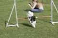 Agility- Training Mai 2009 59261340