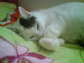 minka  36683146