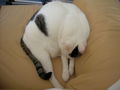 minka  36683190