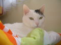 minka  36683234