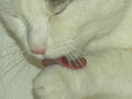 minka  39638832