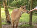 Tierpark 45871247