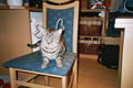 new pics fa meinen katzen 36881021