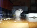 my sweeter Hamster Honey 47458958