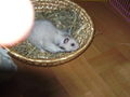 my sweeter Hamster Honey 47459028