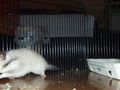 my sweeter Hamster Honey 47459108