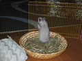 my sweeter Hamster Honey 47459134