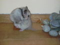 my sweeter Hamster Honey 47459333