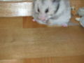 my sweeter Hamster Honey 47459370