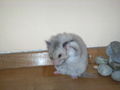 my sweeter Hamster Honey 47459426