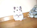 my sweeter Hamster Honey 47459519