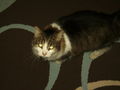 new pics fa meinen katzen 69038183