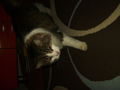 new pics fa meinen katzen 69038226