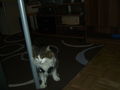 new pics fa meinen katzen 69038380