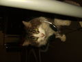 new pics fa meinen katzen 69038413