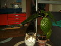 new pics fa meinen katzen 69038450