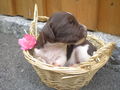 I und unsare hundebabys? 42614502